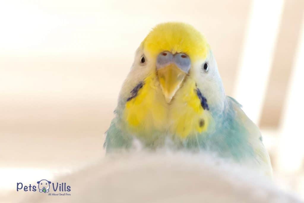 budgie staring right at you