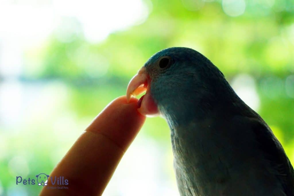 budgie trying to bite finger