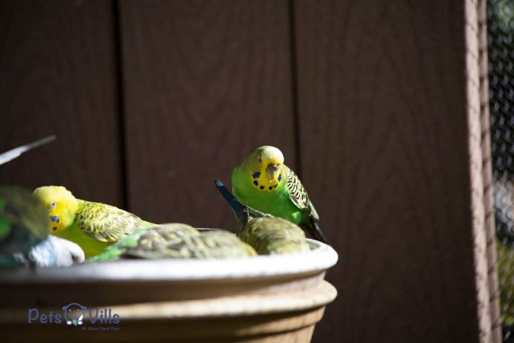 budgies being near together