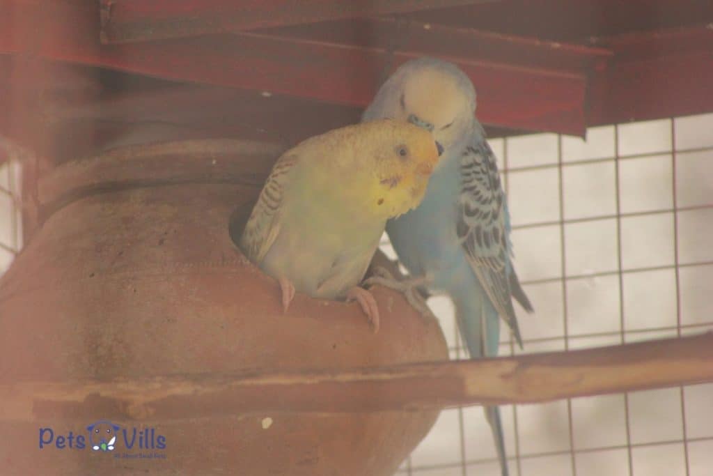 budgies trying to mate (1)