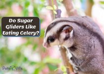 Can Sugar Gliders Eat Celery and Its Leaves? (Feeding Guide)