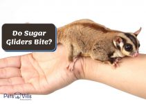 Do Sugar Gliders Bite? (4 Reasons Why & What You Need to Do)
