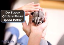 Do Sugar Gliders Make Good Pets? (All You Need to Know)