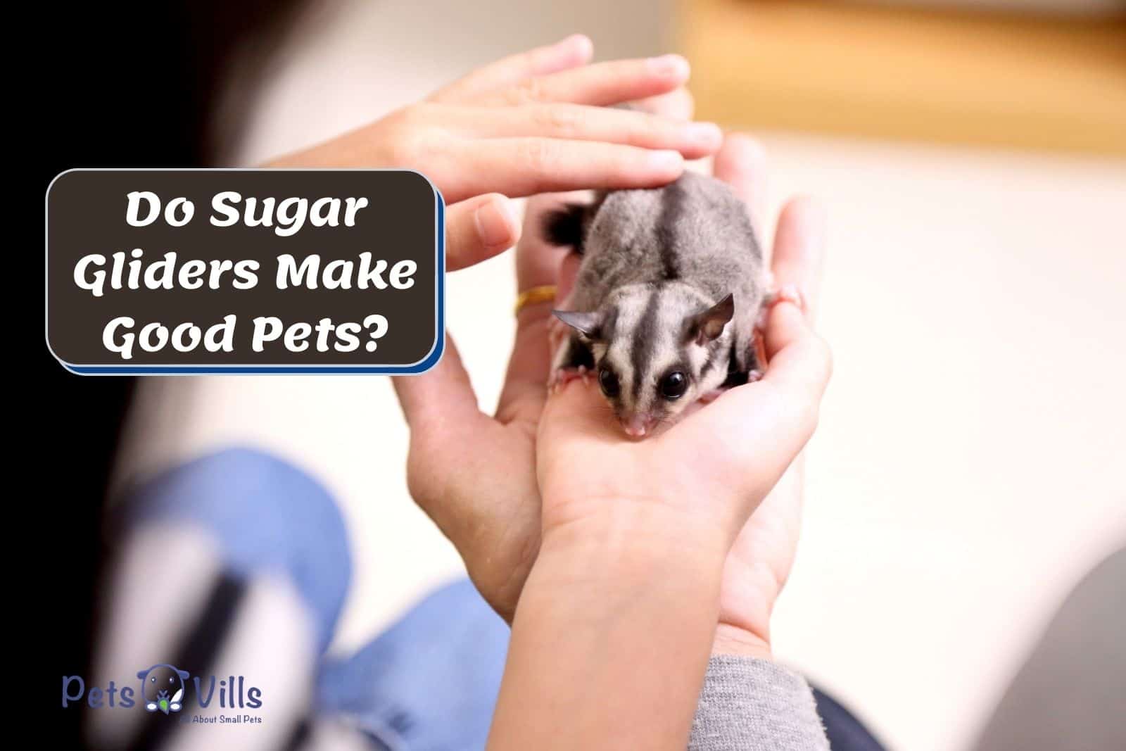 do sugar gliders make good pets