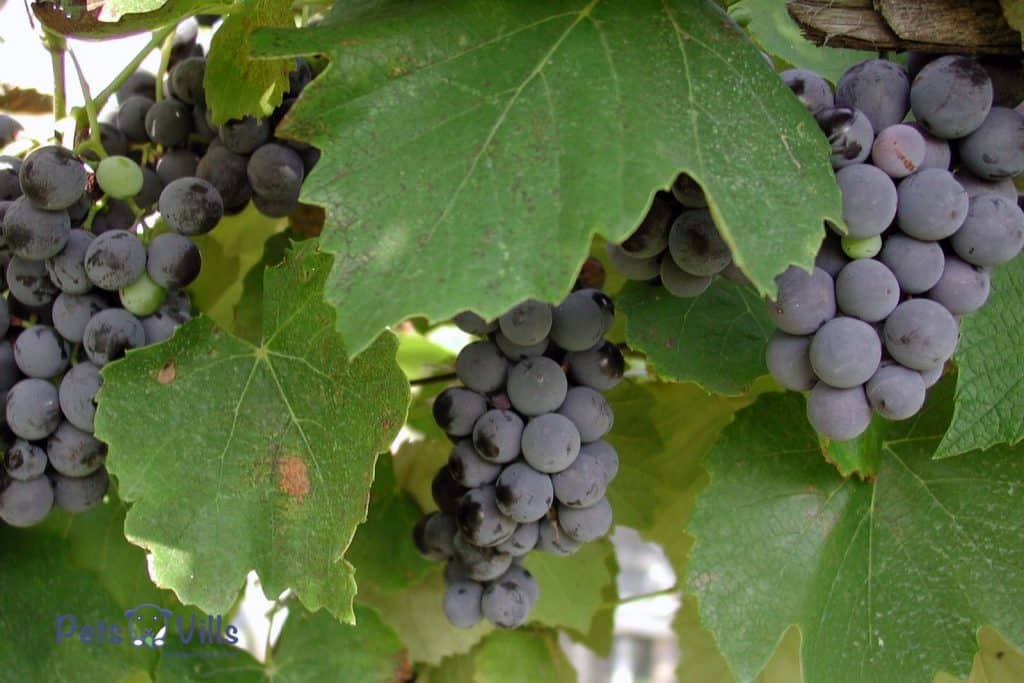 hanging grape vines