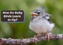 How Do Baby Birds Learn to Fly? (Different Fledging Periods)