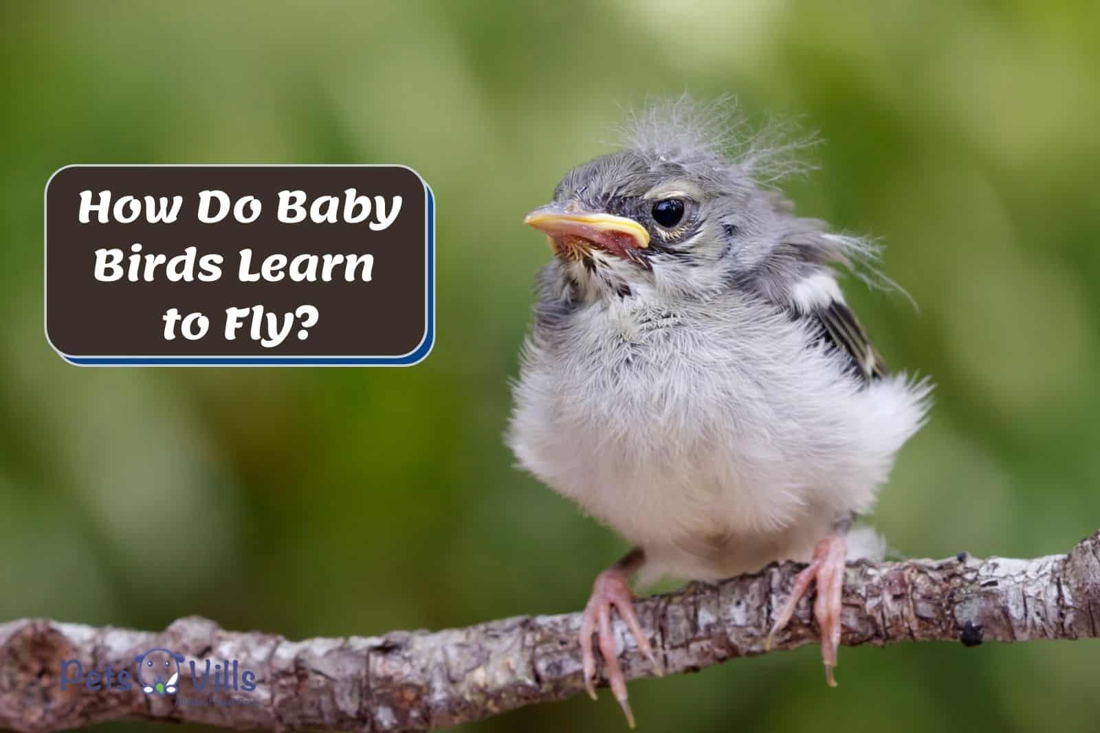 baby bird beside how do baby birds learn to fly poster