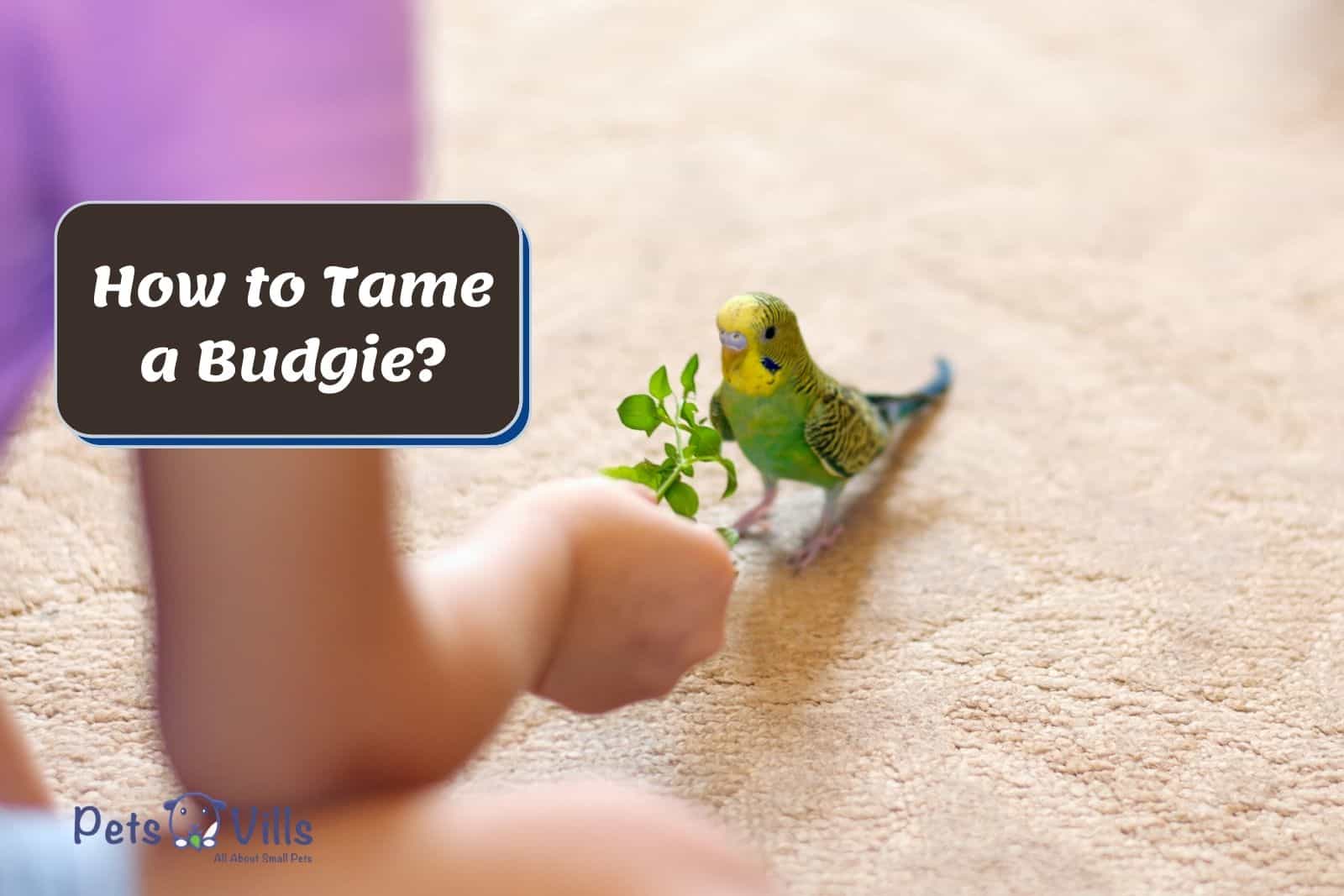 how to tame a Budgie