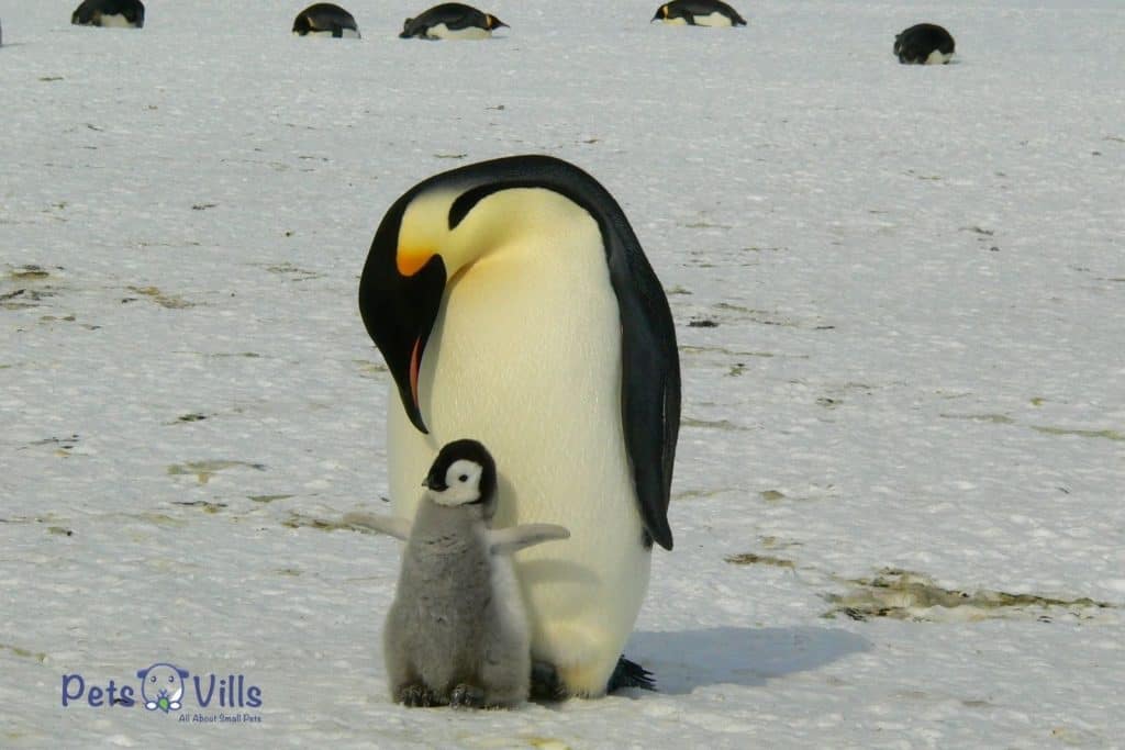 penguin parent and child