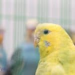 pet budgie looking at something