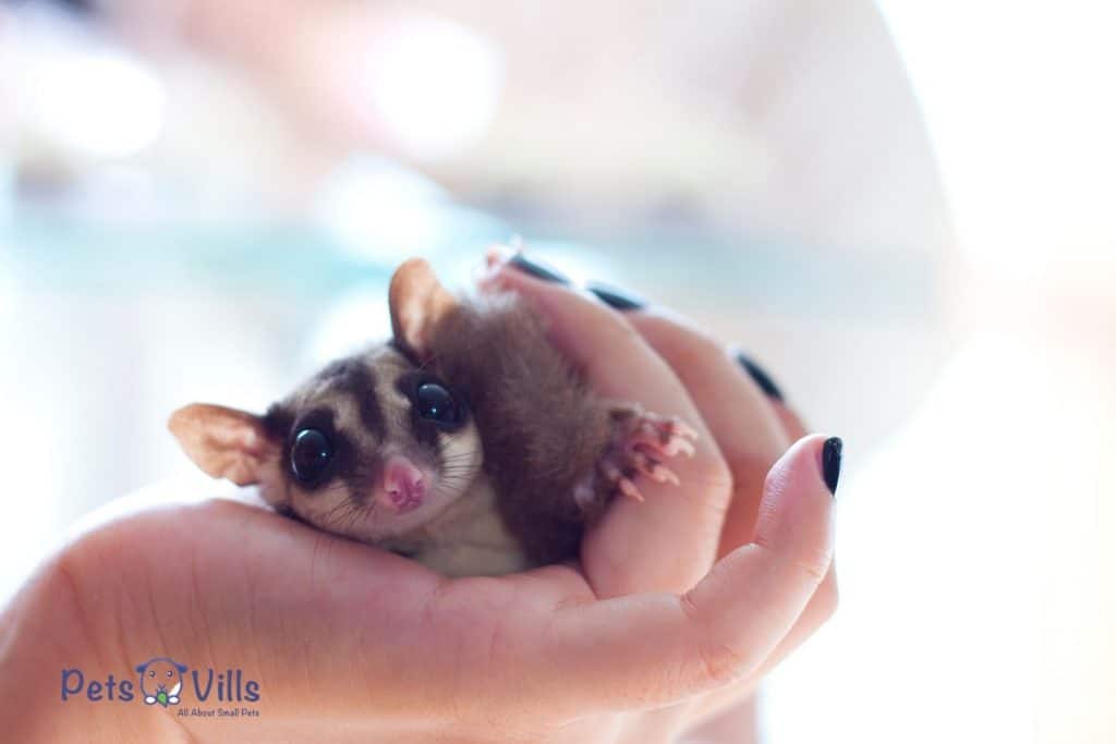 sugar glider being wrapped by a hand
