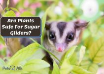 19 Sugar Glider Cage Plants That Are Safe – Research-Backed!