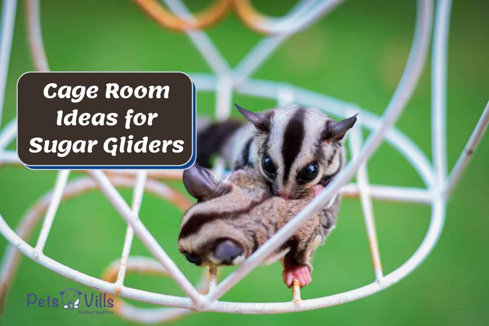 sugar glider cage room ideas