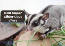 5 of the Best Sugar Glider Cage Vines (Top Picks Review)