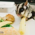 sugar glider wanting to eat this yummy vegetable