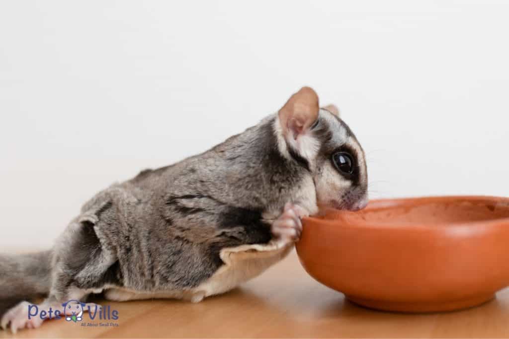 sugar glider eating on the ceramic bowl