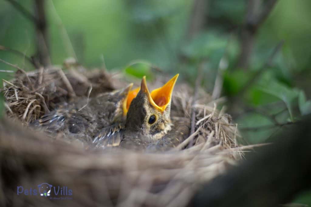two baby birds being hungry