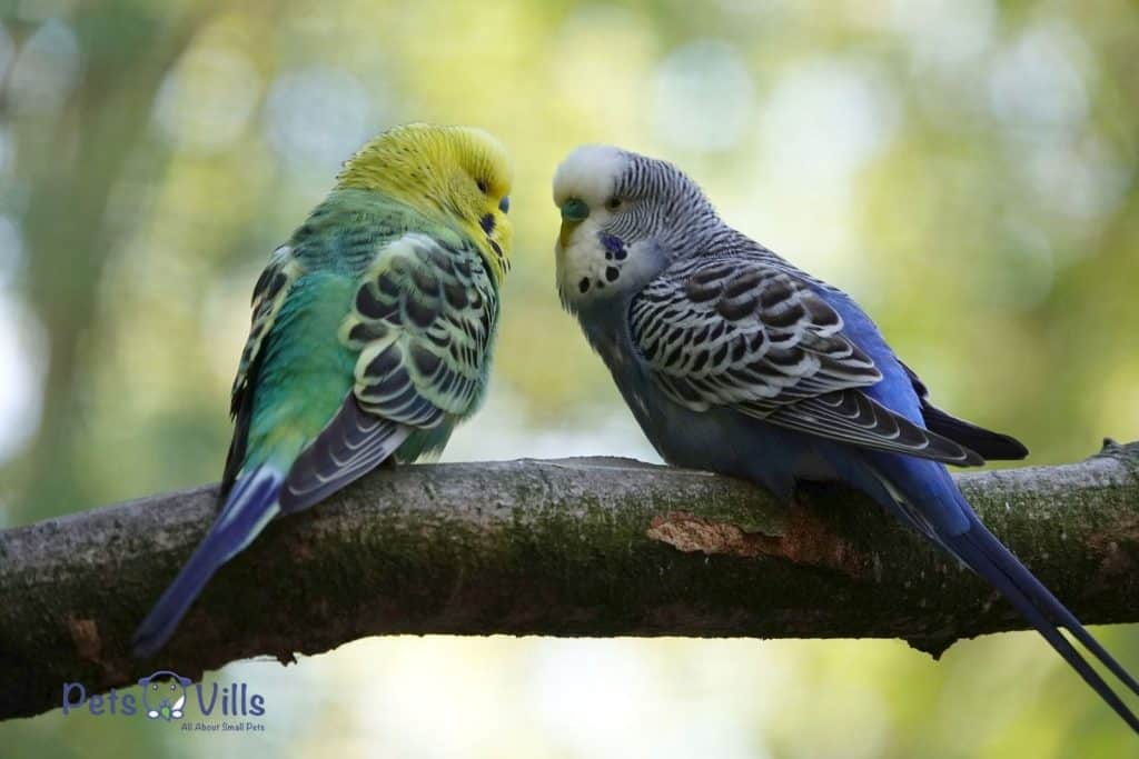 two budgies looking at each other
