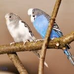 two budgies sitting together