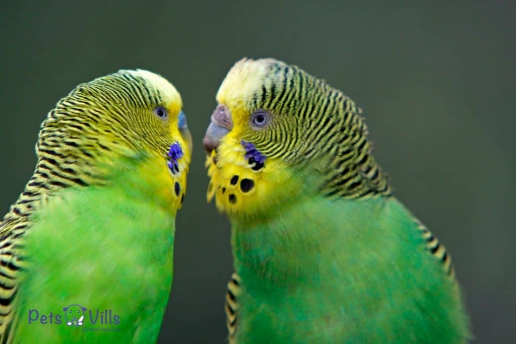 two budgies staring at their eyes