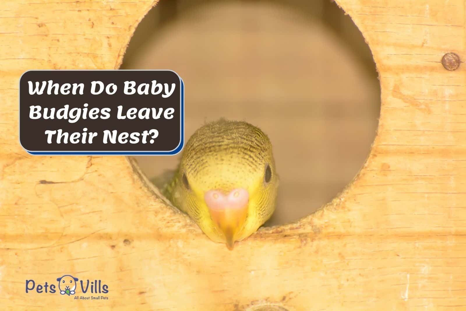 when do baby budgies leave the nest