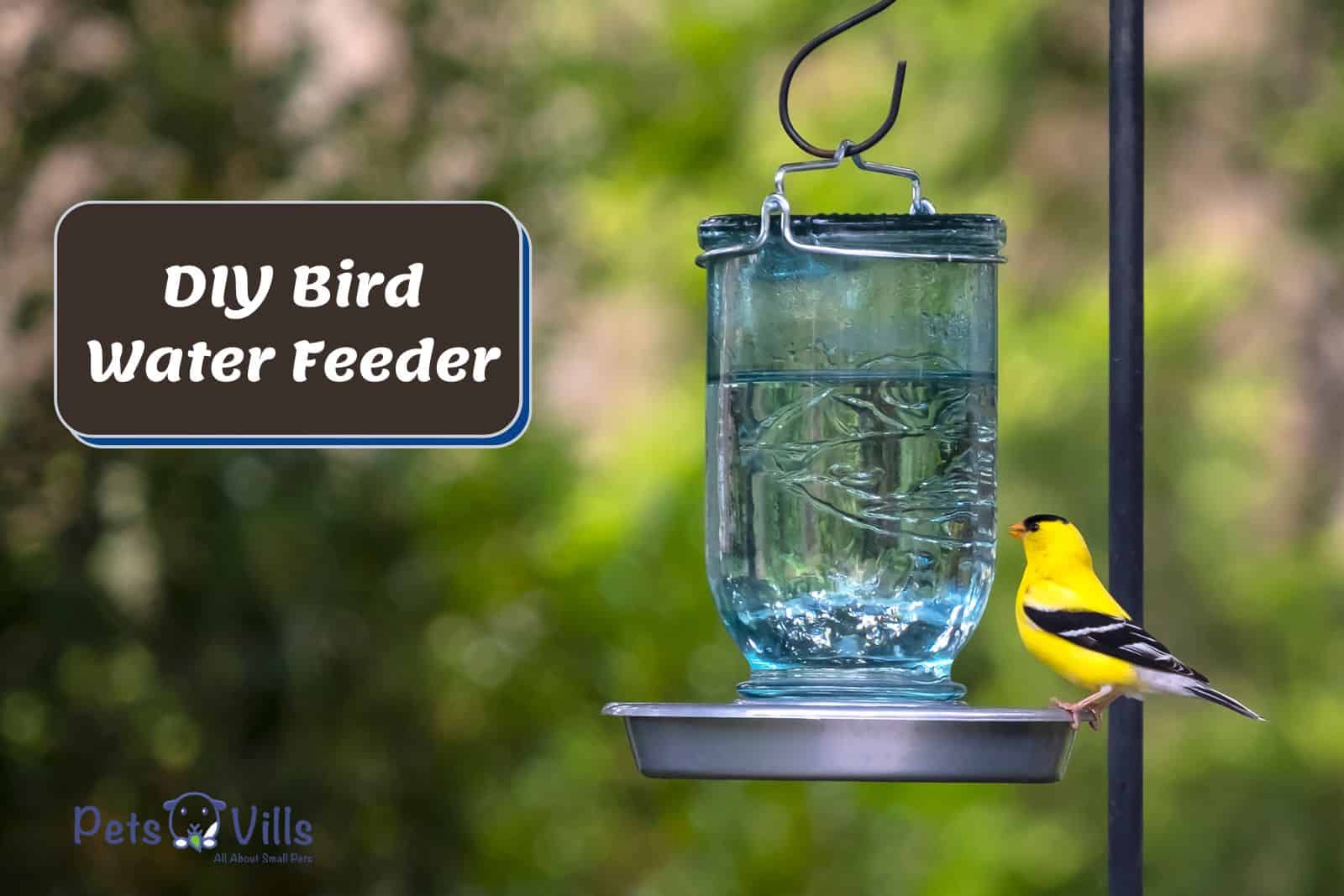 yellow bird drinking on the DIY Bird Water Feeder