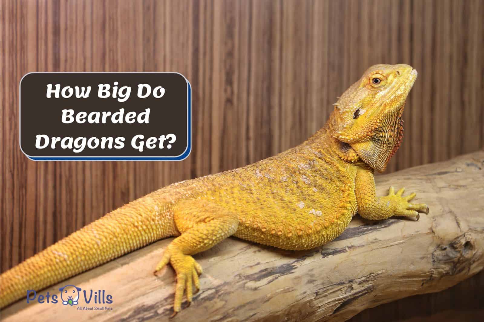 How Big Do Bearded Dragons Get? (Growth Stages + Size Chart)