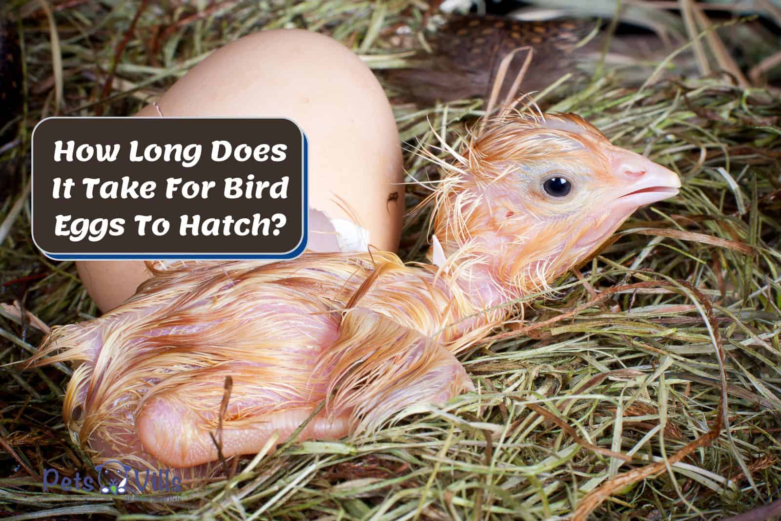 How Long Does It Take For Bird Eggs To Hatch: Beginner's Guide