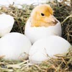 baby bird inside a hatched egg