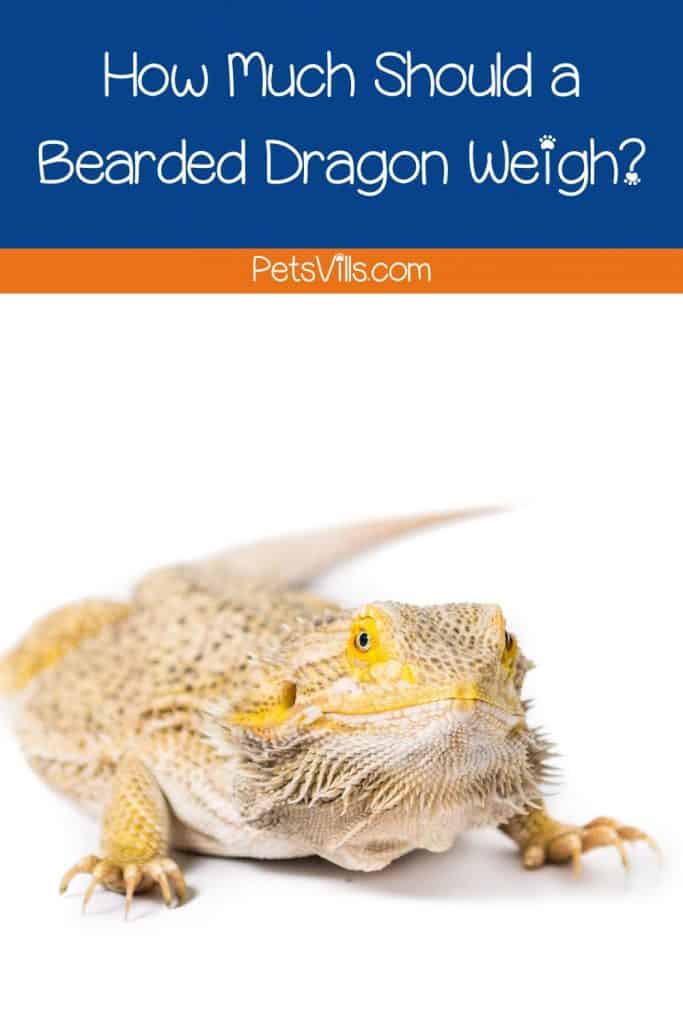 fat bearded dragon