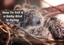 How To Tell If a Baby Bird is Dying (8 Clear Indications)