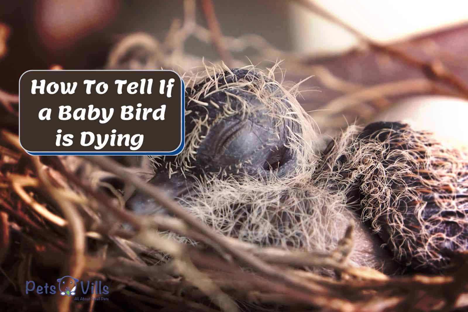 weak baby bird but How To Tell If a Baby Bird is Dying