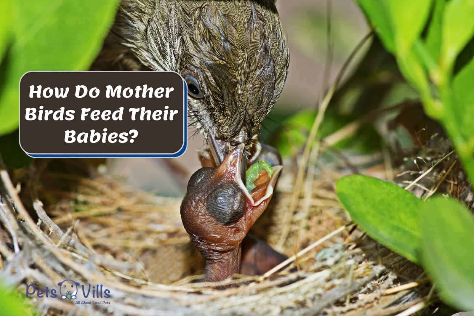 mother bird feeding her babies