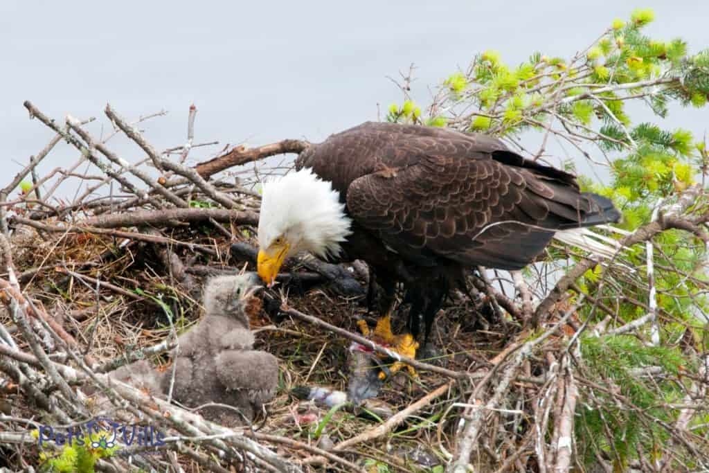 mother bird feeding her babies in the nest