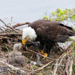 mother bird feeding her babies in the nest