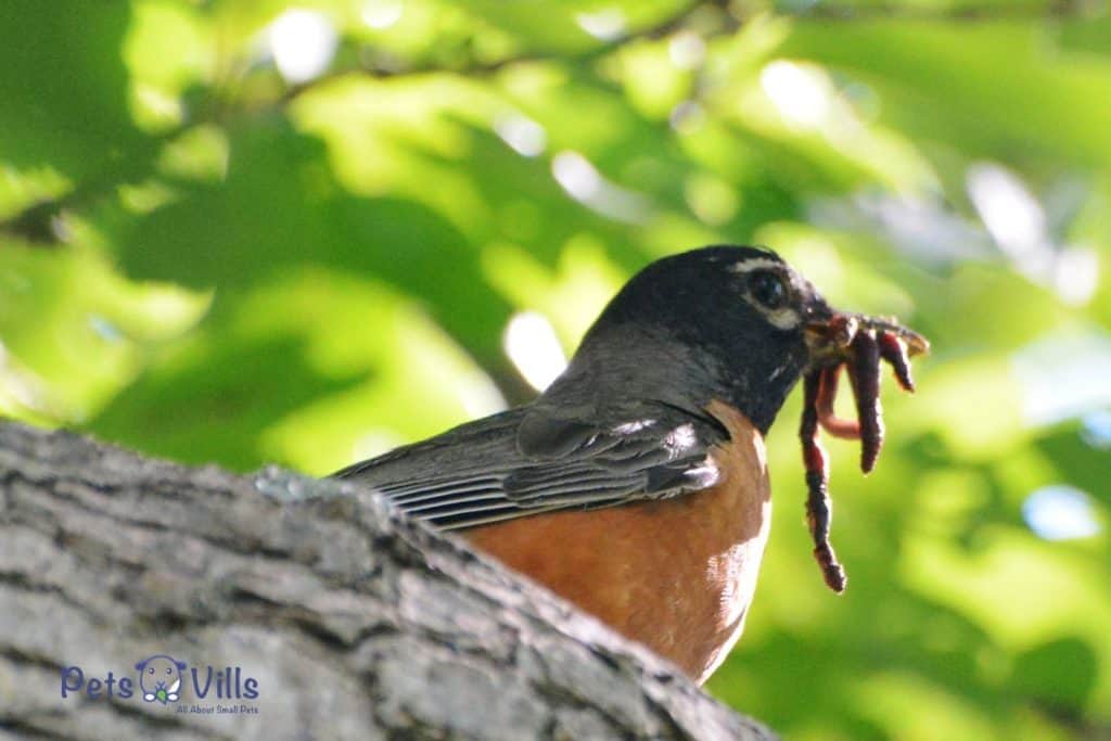 bird eating insects