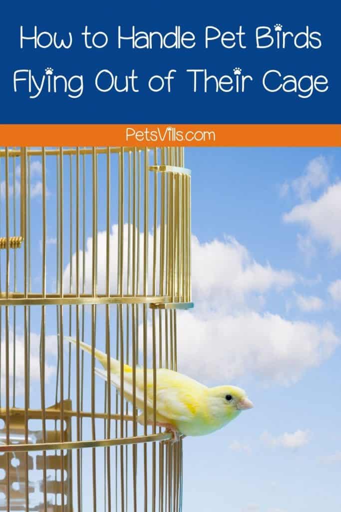 How to Handle Pet Birds Flying Out of Their Cage