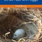 bird nest with egg