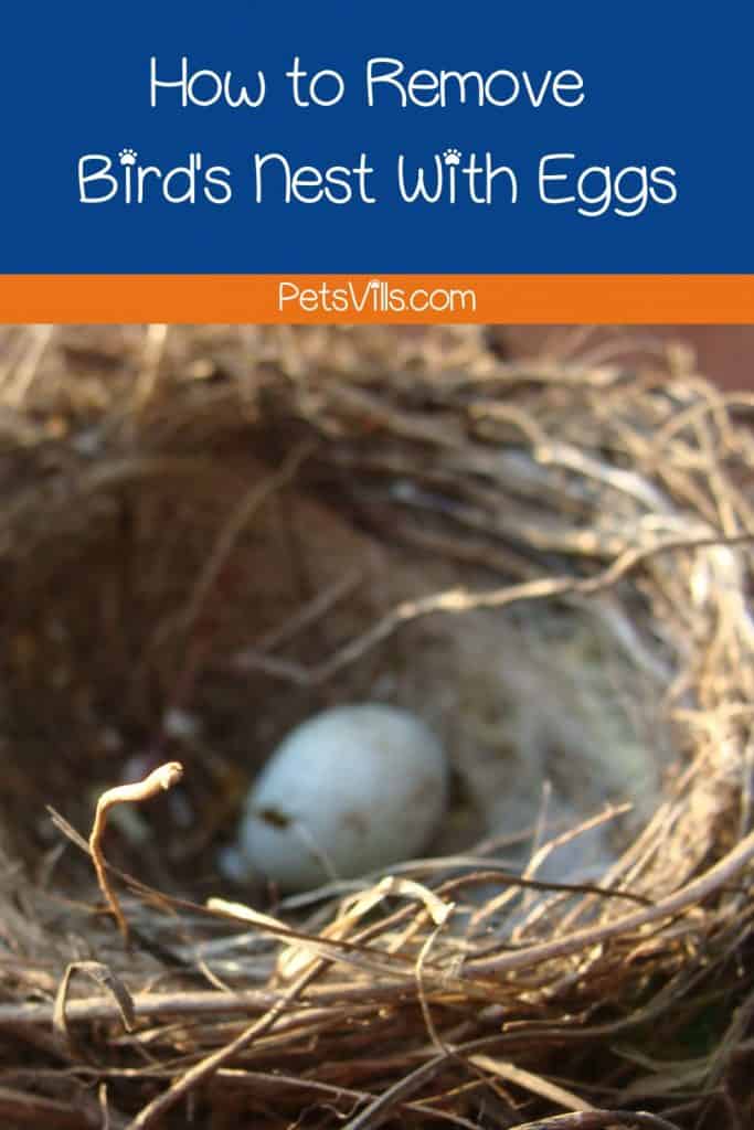 bird nest with an egg