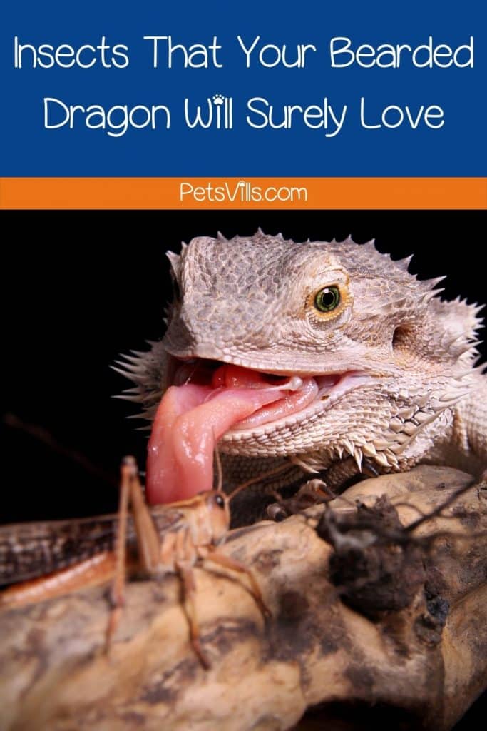 Insects That Your Bearded Dragon Will Surely Love