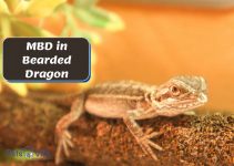 MBD Bearded Dragon – 10 Signs, Causes & The Treatment Plans