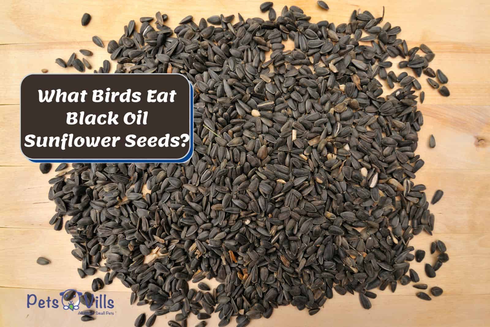Black Oil Sunflower Seeds on the wooden table