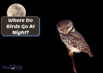 Where Do Birds Go At Night? How Do They Sleep? [Guide]