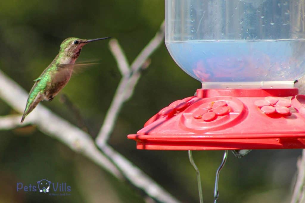 hummingbird flying beside the feeder