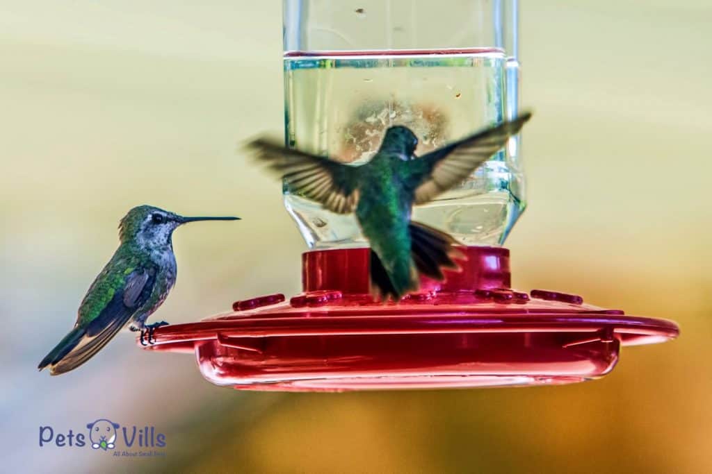 hummingbirds drinking on the feeder