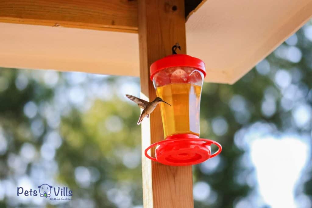 hummingbird flying towards the feeder