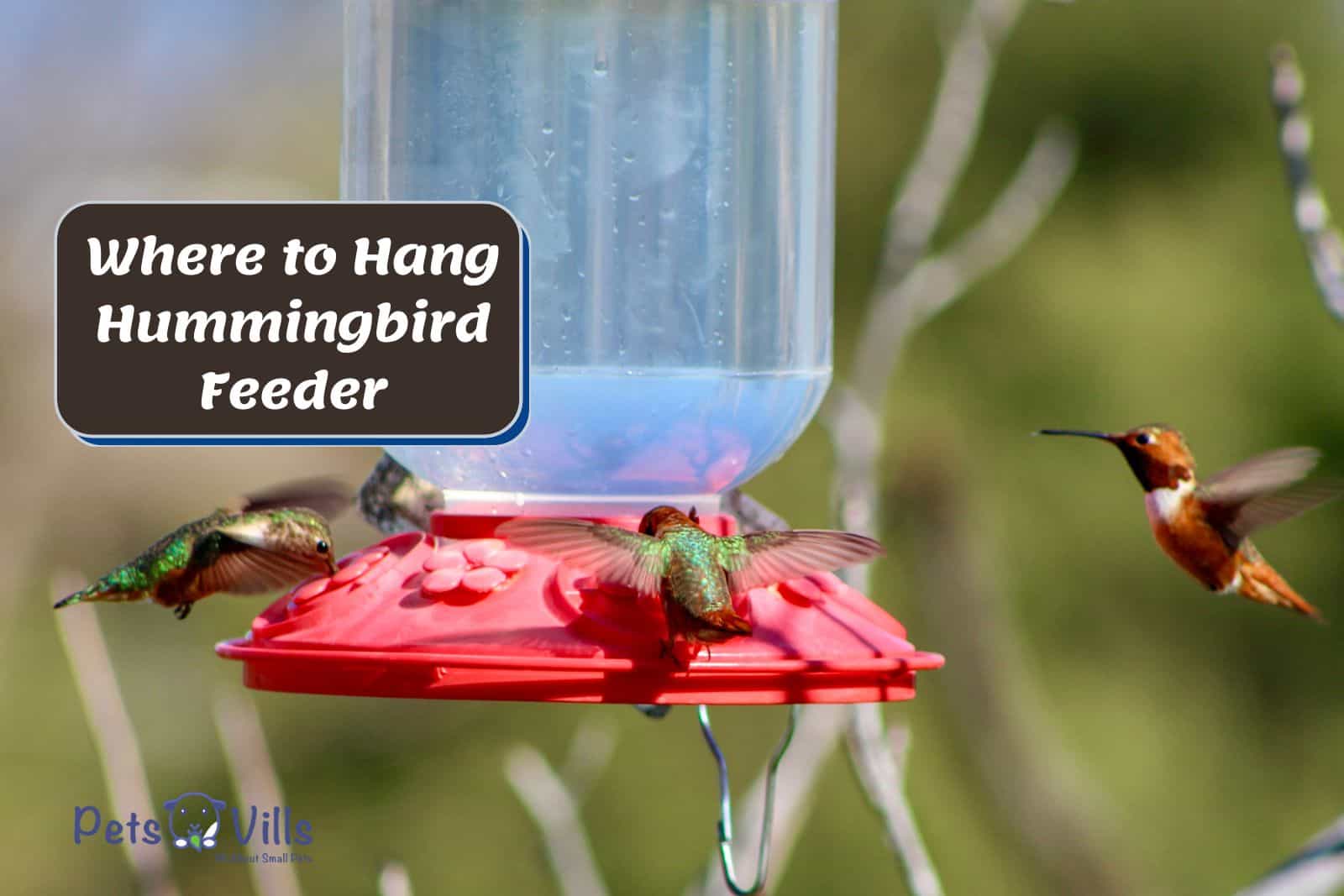 hummingbird drinking water but Where To Hang Hummingbird Feeder properly?