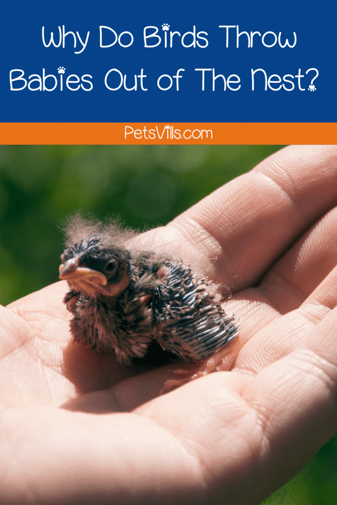 baby bird on a palm of a hand but Why Do Birds Throw Babies Out of The Nest