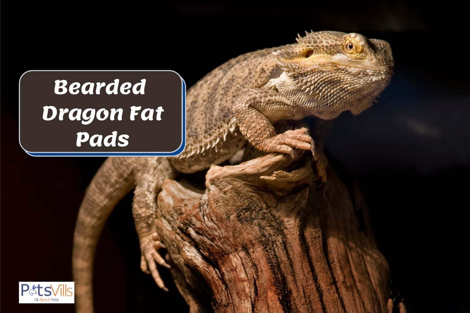 beardie with bearded dragon fat pads