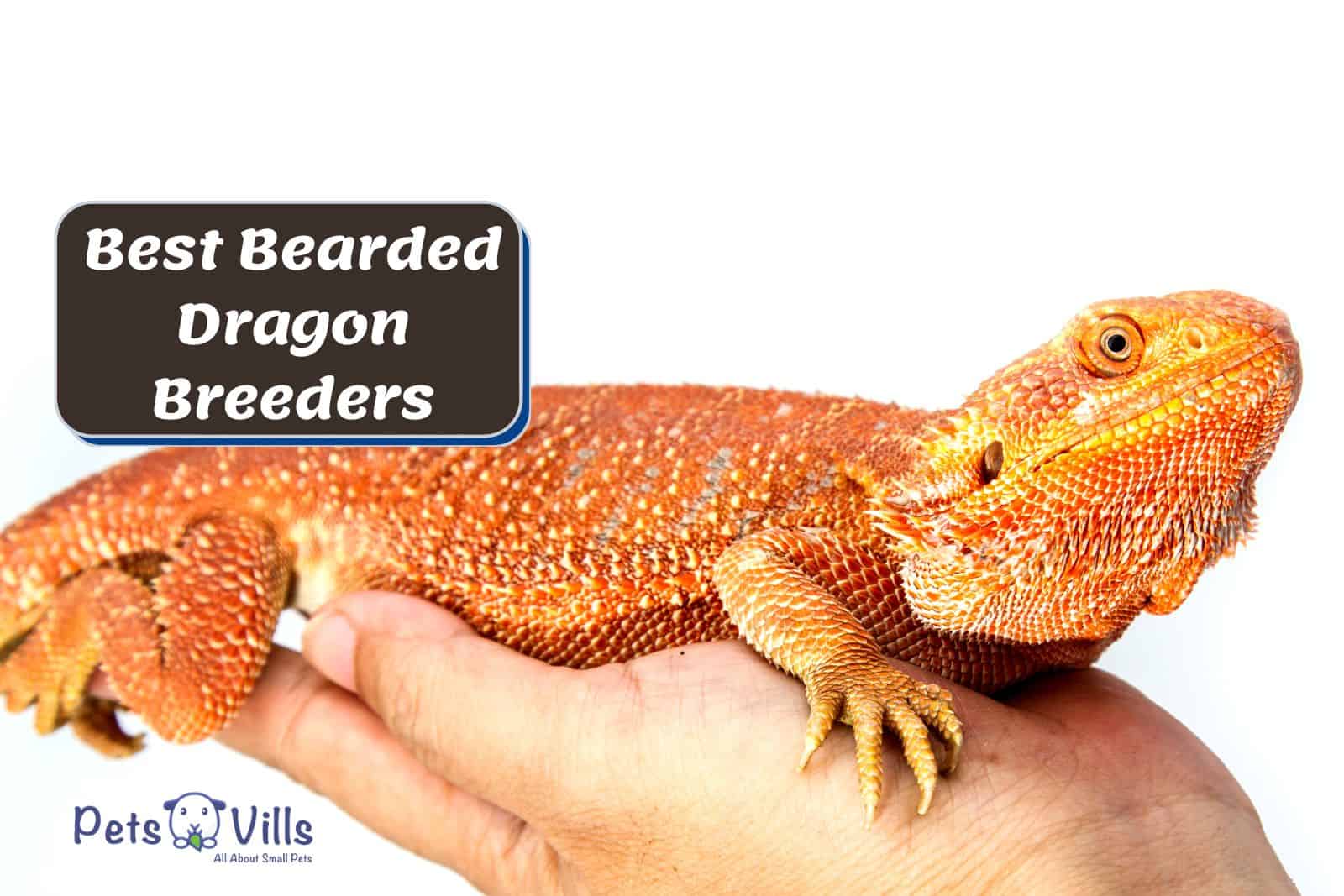 breeder holding an orange bearded dragon beside best bearded dragon breeder